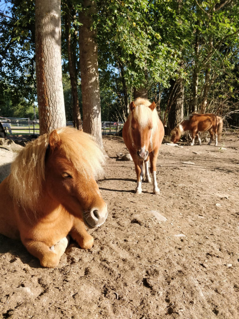 Ponit nauttivat auringossa, osa maaten ja osa seisten.